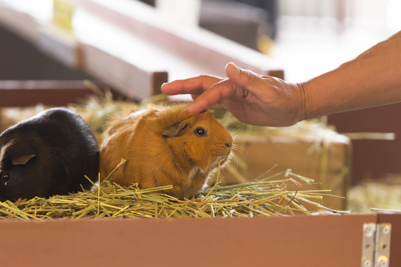 大牟田市動物園