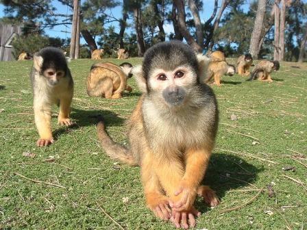 海の中道海浜公園　動物の森