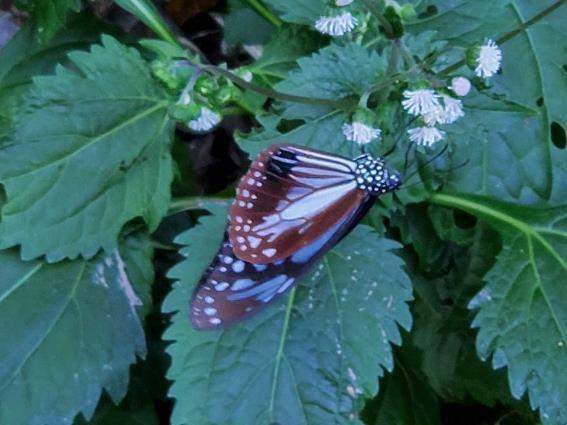 Come flying Striped Blue Crow (Provided by Munakata city)