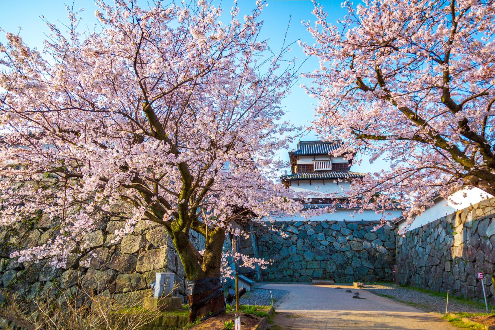 Maizuru Park