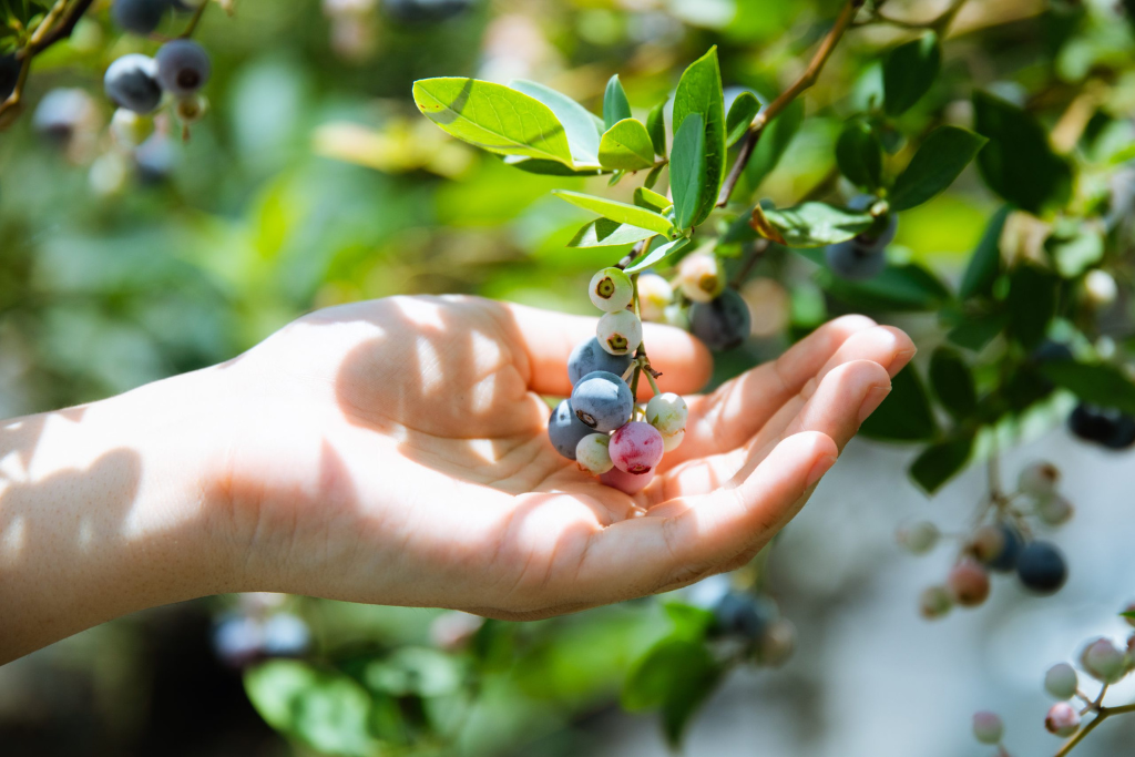 【Day2】14:15 Experience of fruit picking