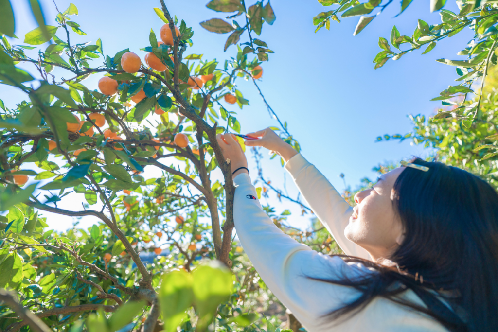 14:00  Fruit Harvesting at Yamada Fruit Orchard