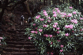 一の鳥居（二合目）