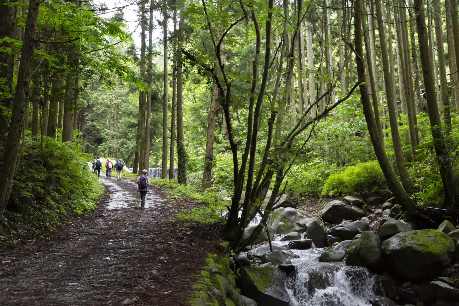 Forest Therapy Base, Ukiha