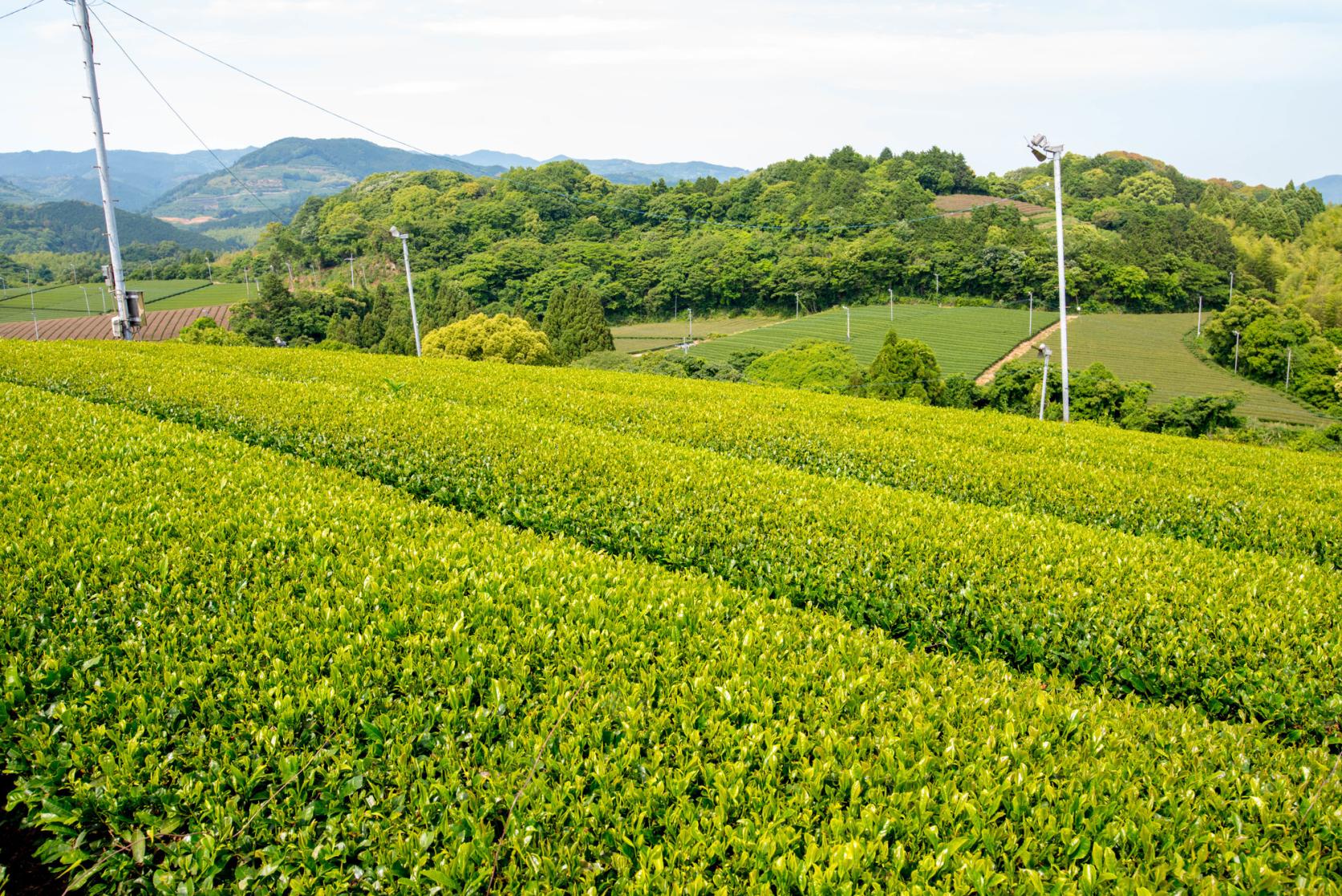 森林療癒基地 八女