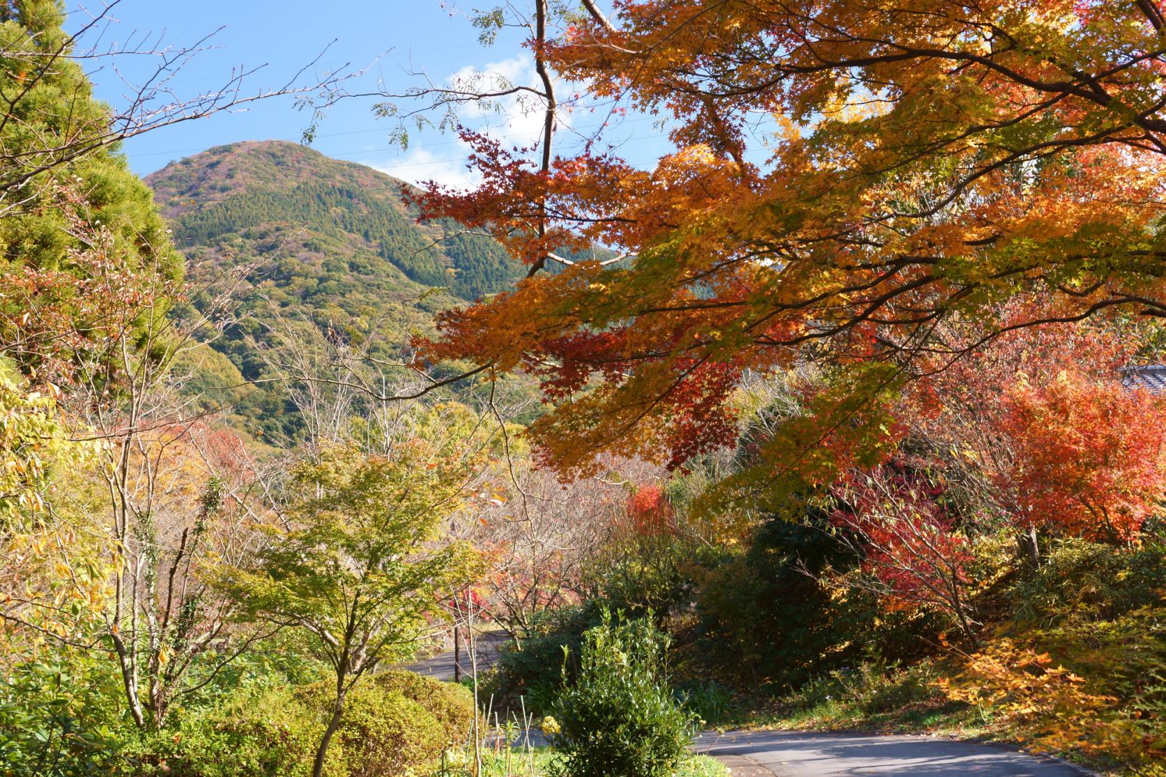 紅葉の森