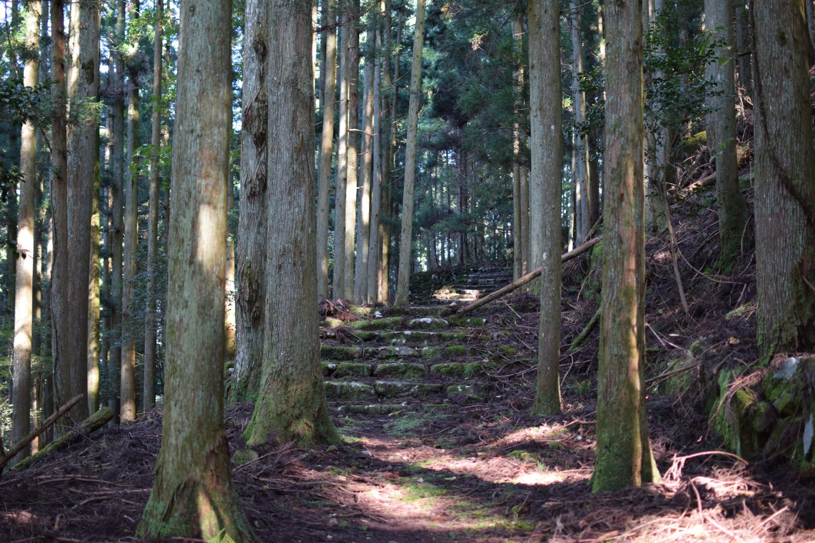 Forest Therapy Base, Buzen