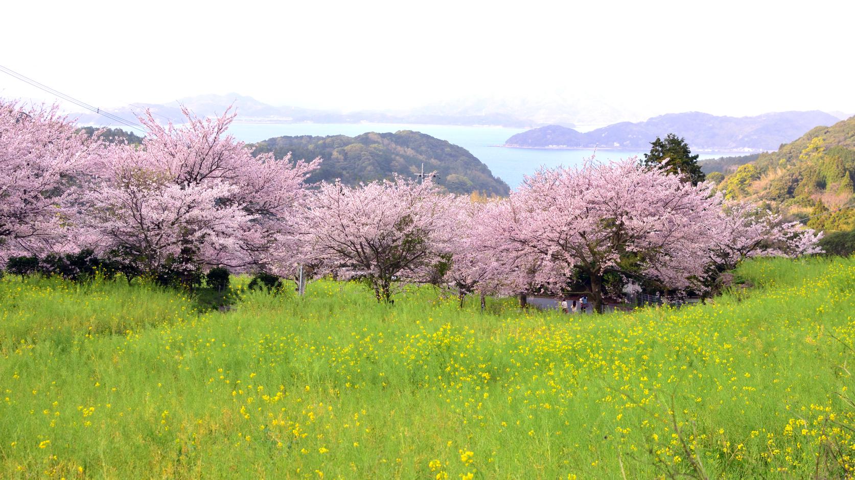 加茂ゆらりんこ橋