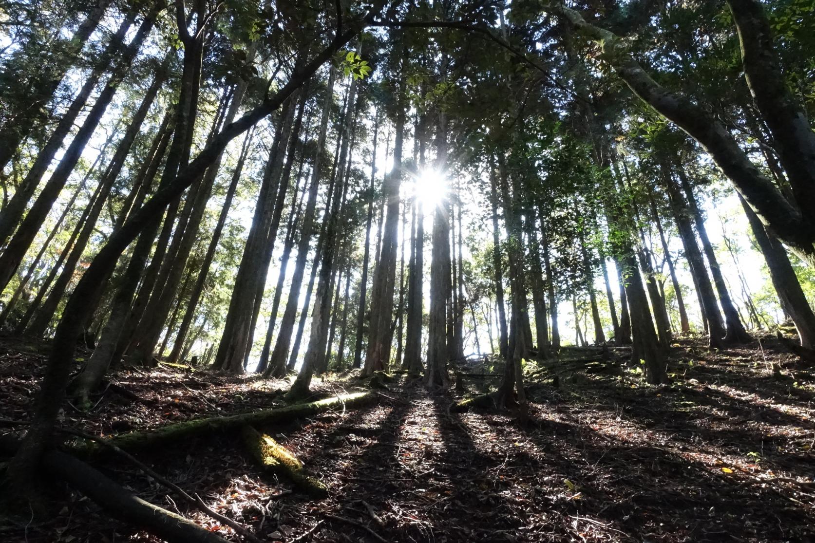 日本國家指定天然紀念物 日本黃楊原始林（古處山）