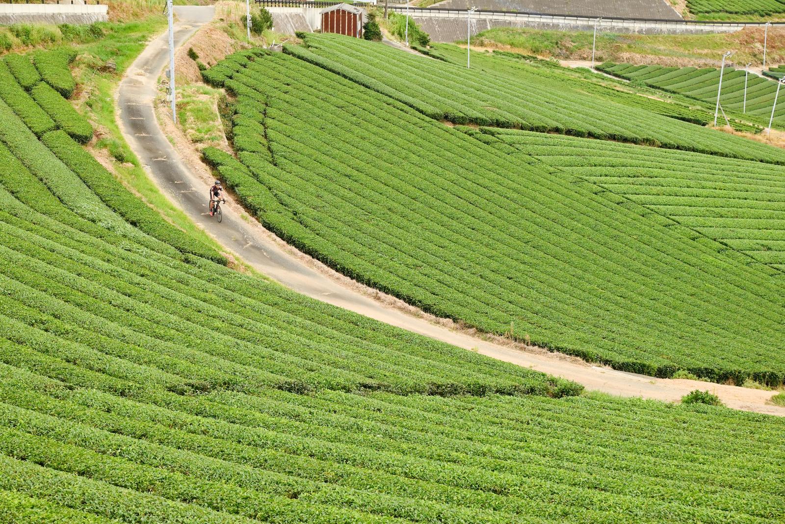 八女中央大茶園