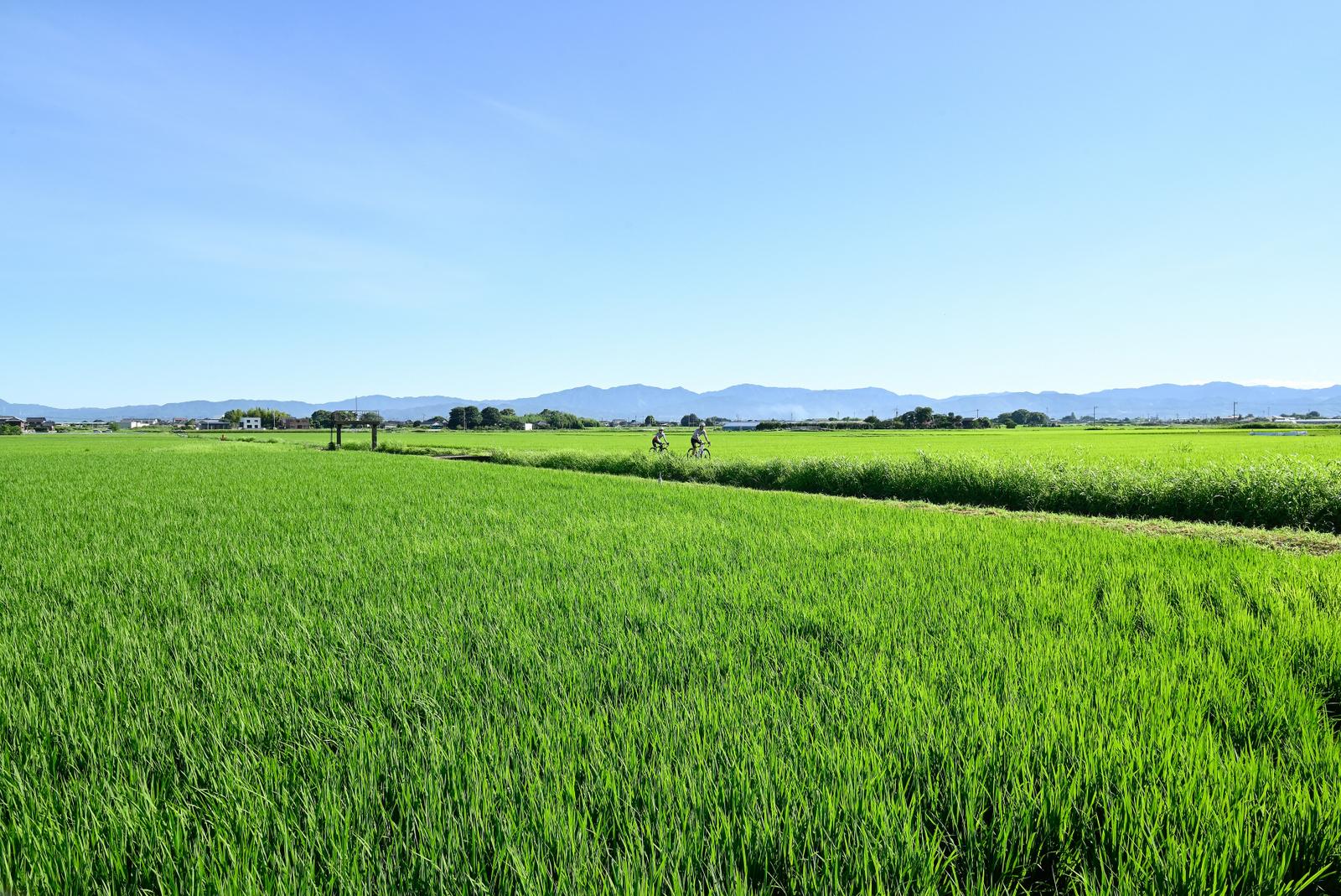 田主丸の水田地帯