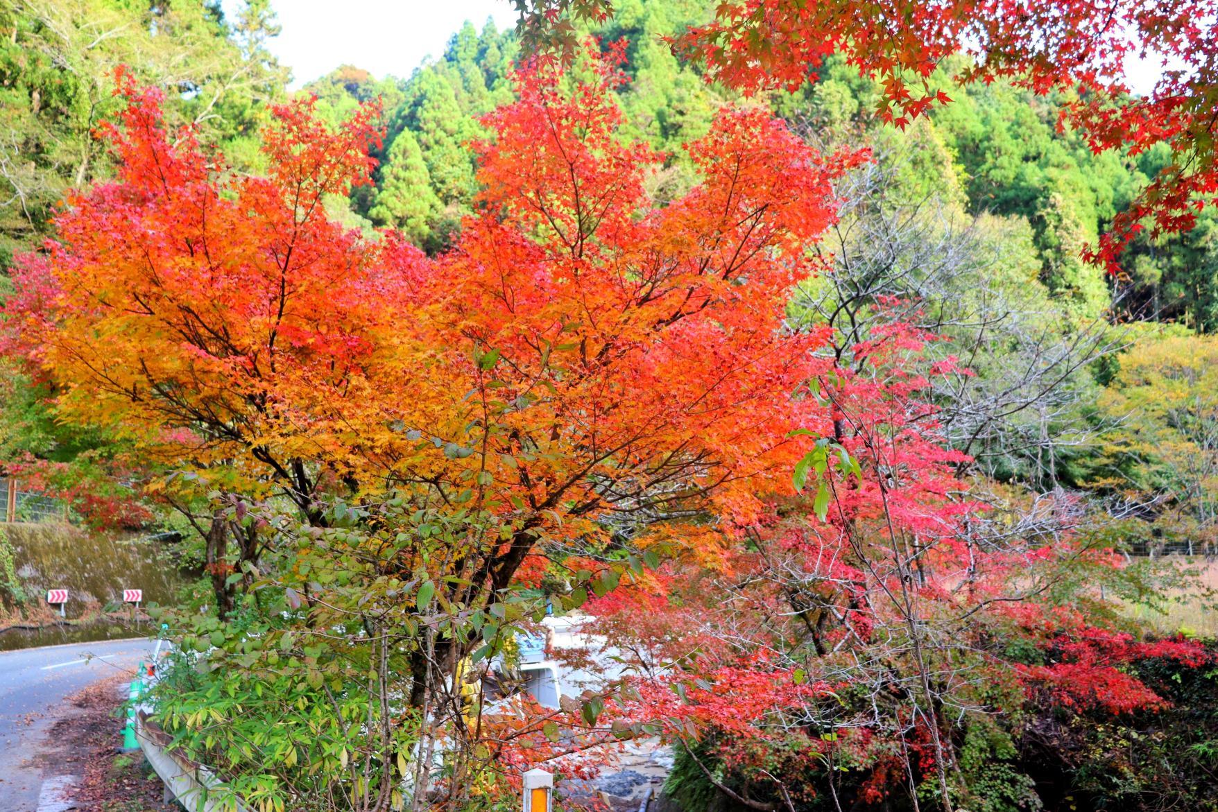 東峰村　もみじロード