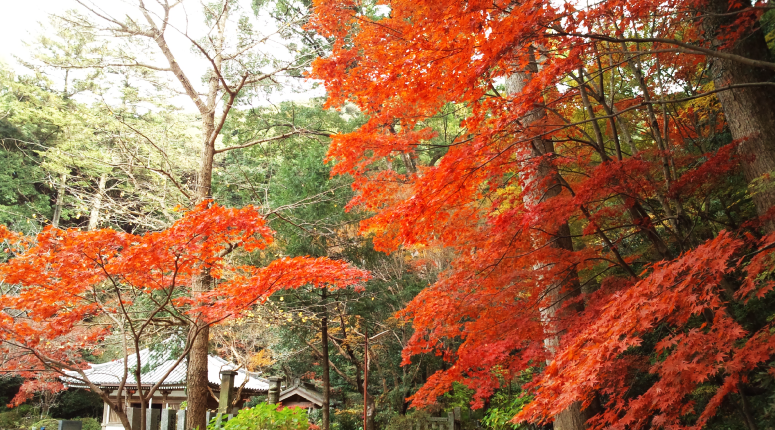 Chinkokuji Temple and its Fall Foliage