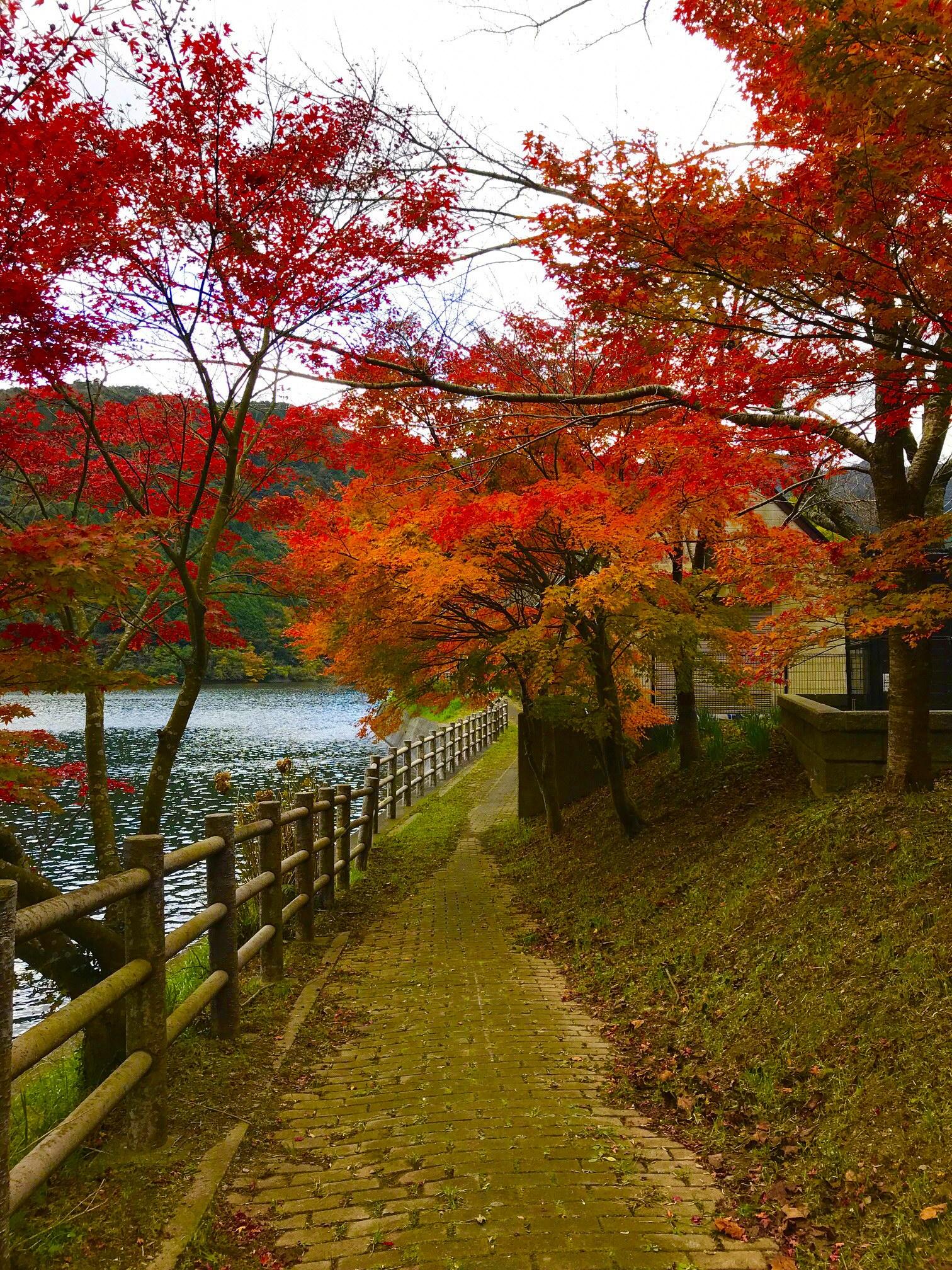 河内貯水池周辺の紅葉