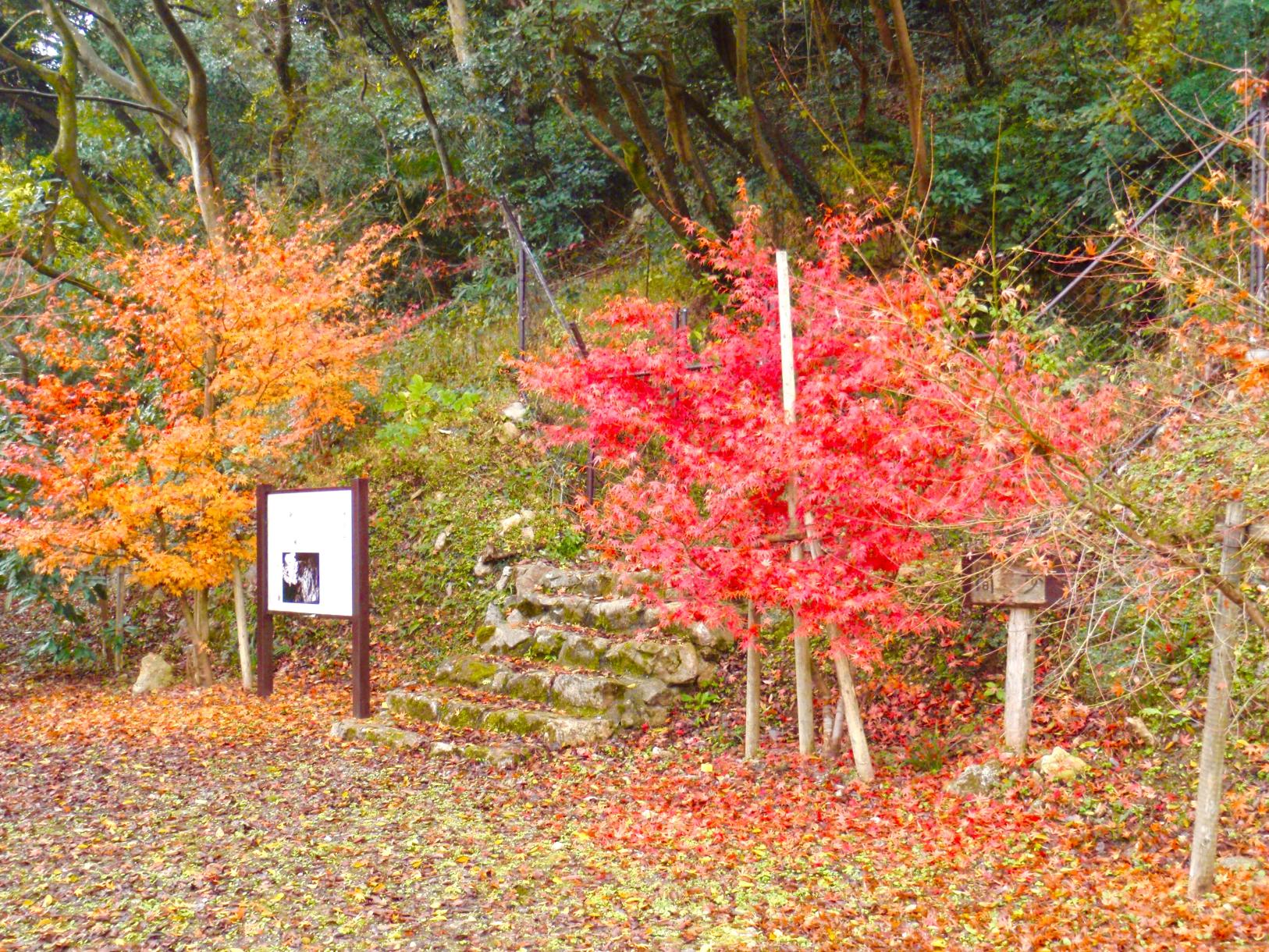 神間歩公園の紅葉