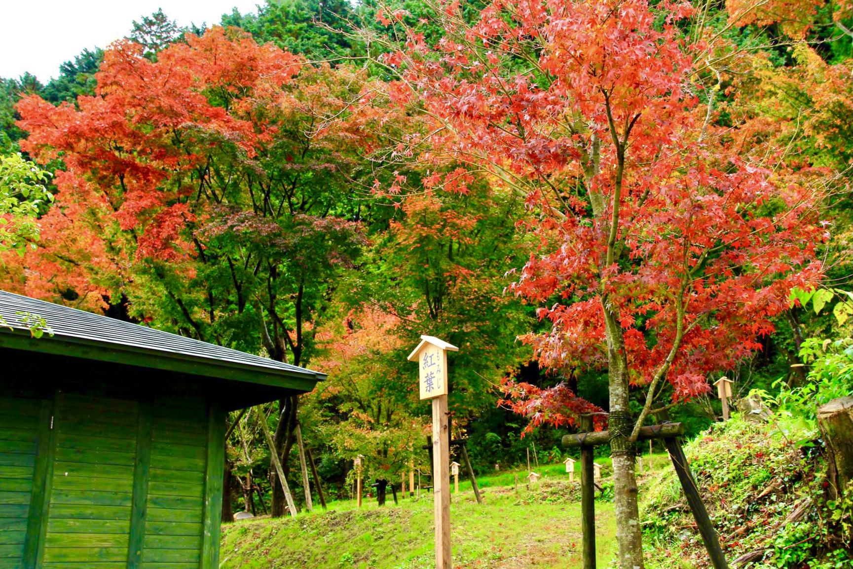 万葉公園の紅葉（道の駅香春）