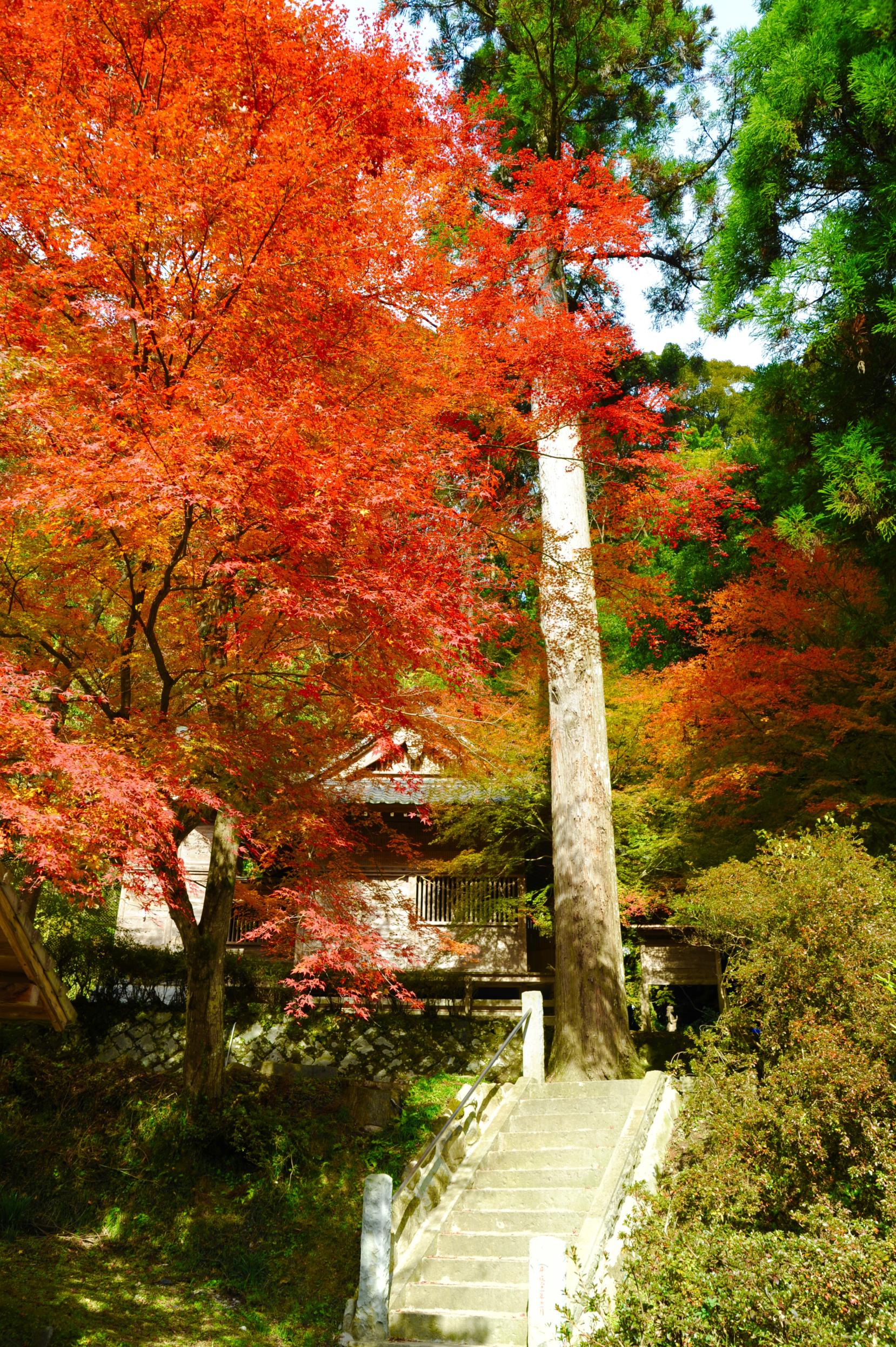 八女津媛神社的红叶