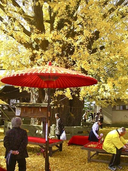 The Majestic Ginkgo Tree of Nagata