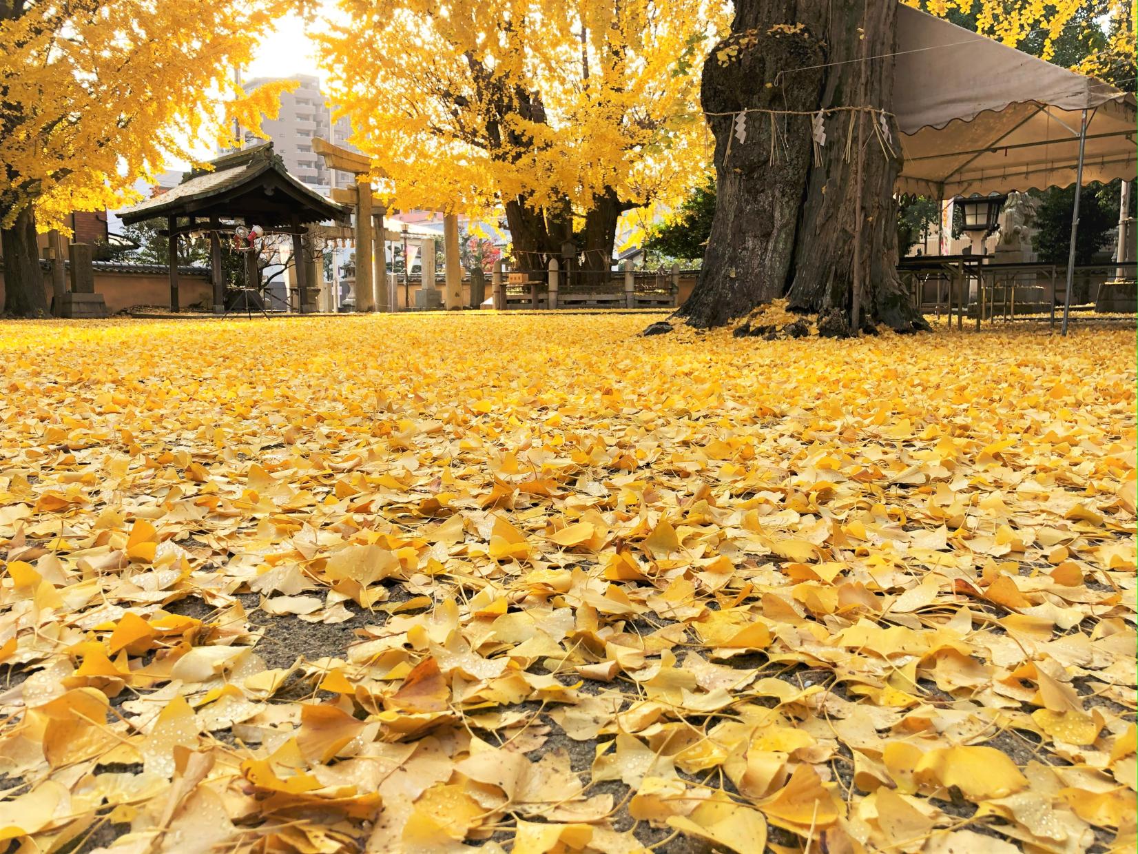 The Massive Ginkgo Tree at Futsukaichi Hachimangu Shrine