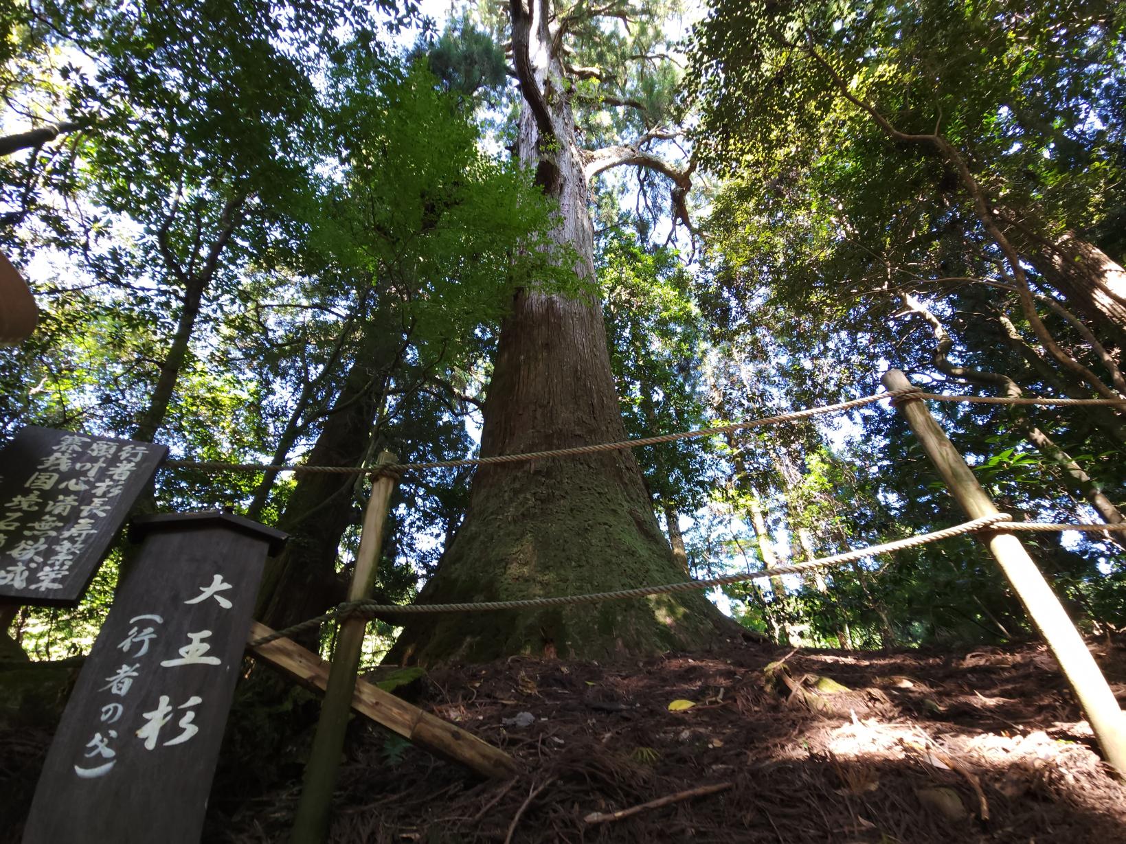 小石原の行者杉