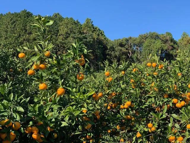 みかん狩り【宗像市】