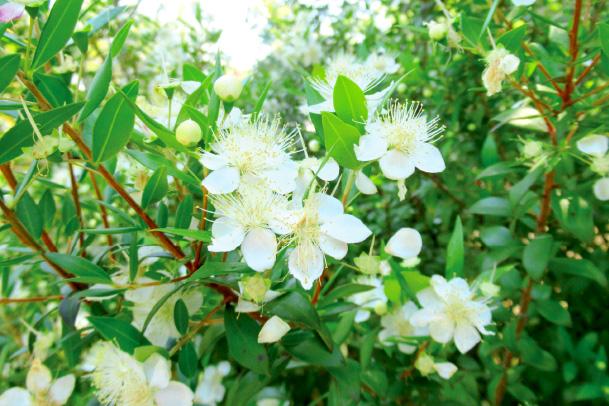 2.春爛漫の内山緑地建設《花盛りの苑内散策とギンバイカの苔玉づくり》