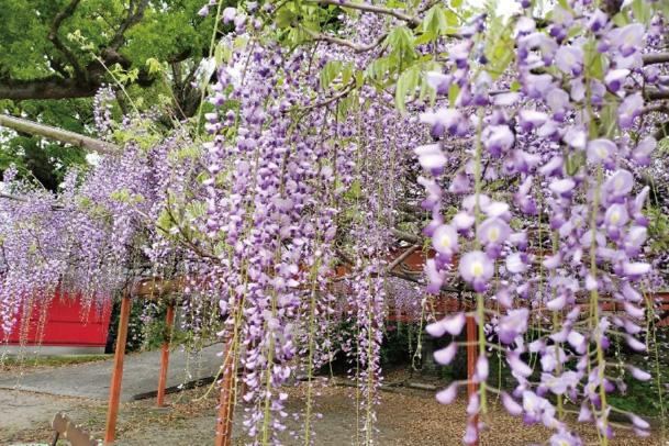 21. 春風に誘われて北野天満宮へ《フジの花見と天満宮参道グルメ満喫》