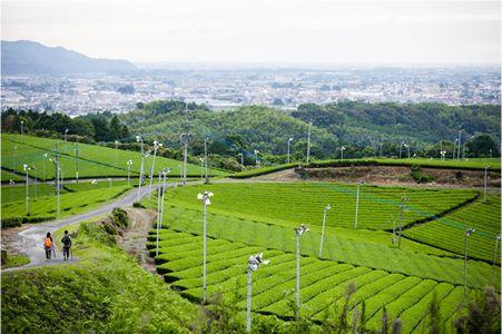 八女中央大茶園