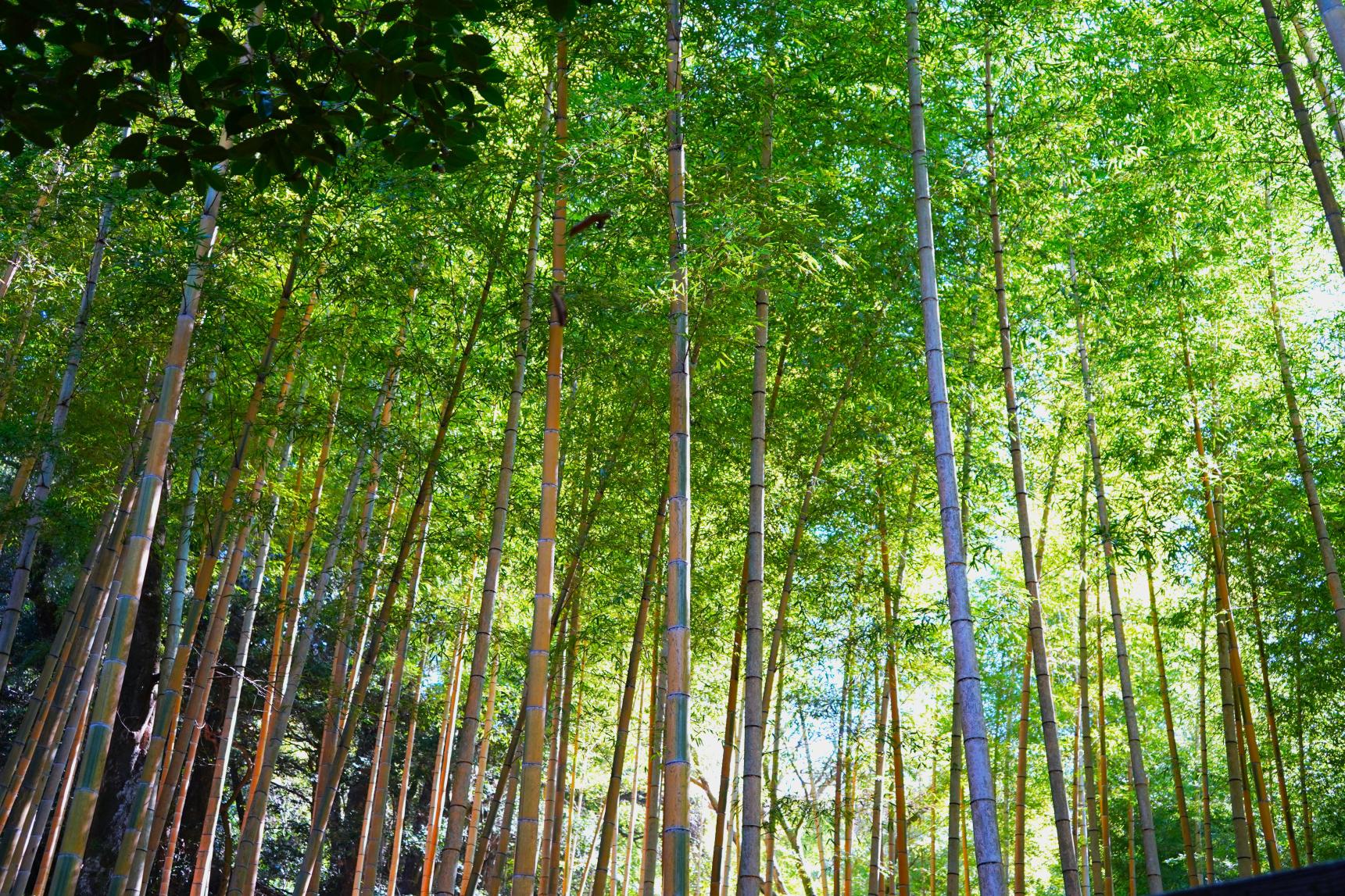 2. Moso Kinmei Chikurin (Bamboo Forest)