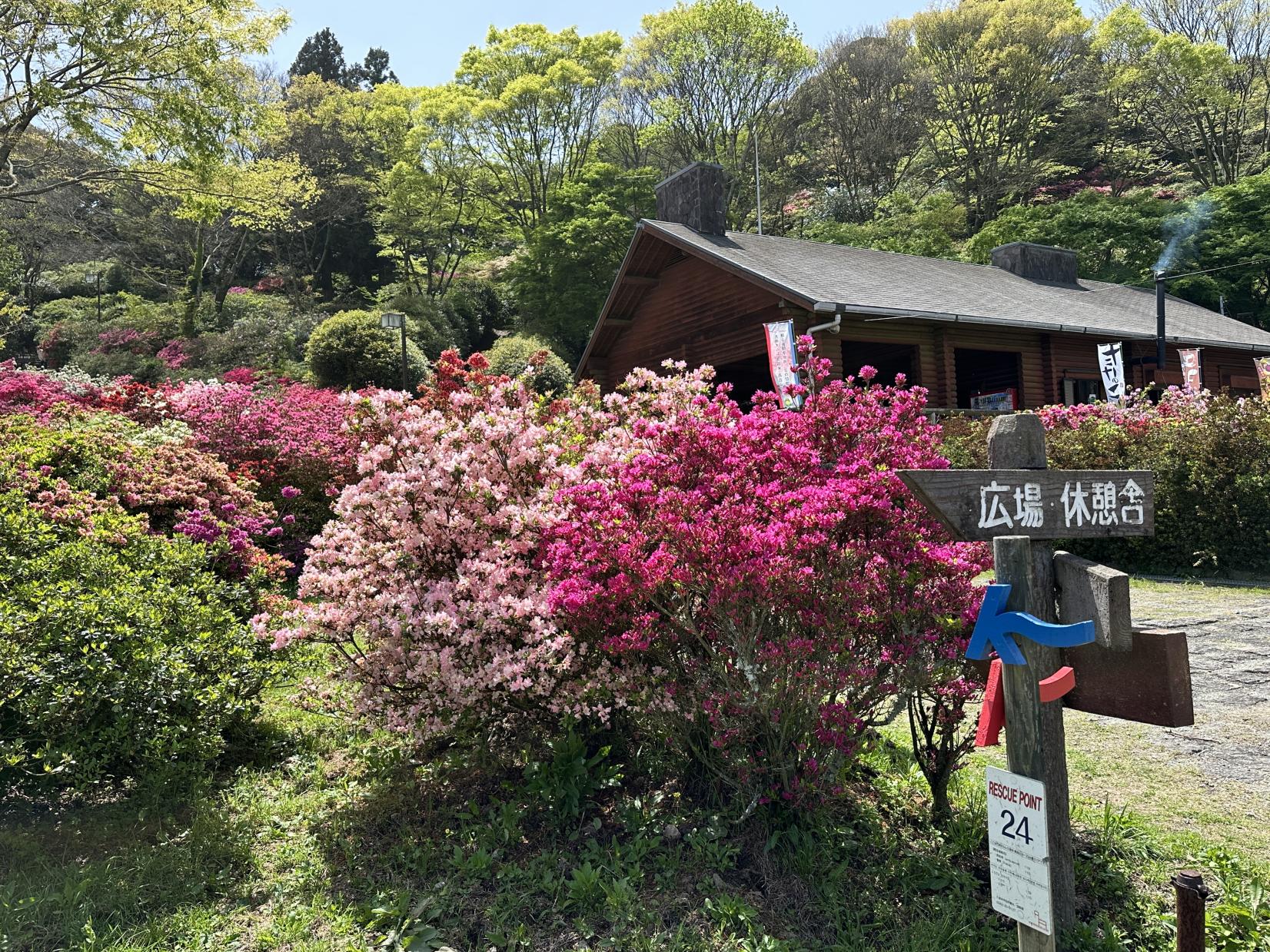 4. Kurume Forest Azelea Park