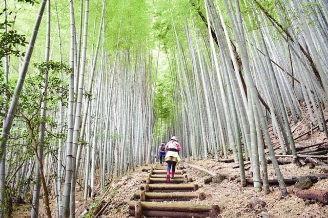 神宿る竹林