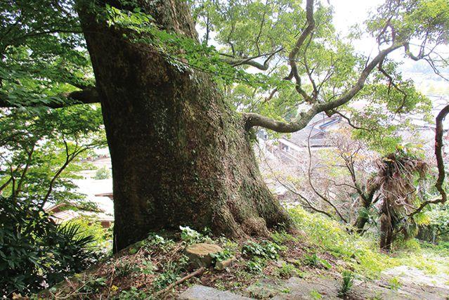 元光願寺（もとこうがんじ）跡の大クス