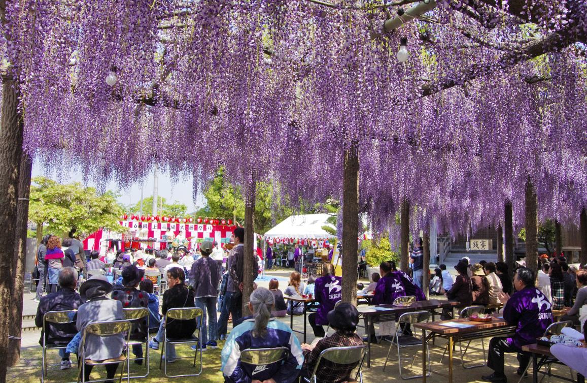 上高場大神宮 大藤まつり（毎年4月）