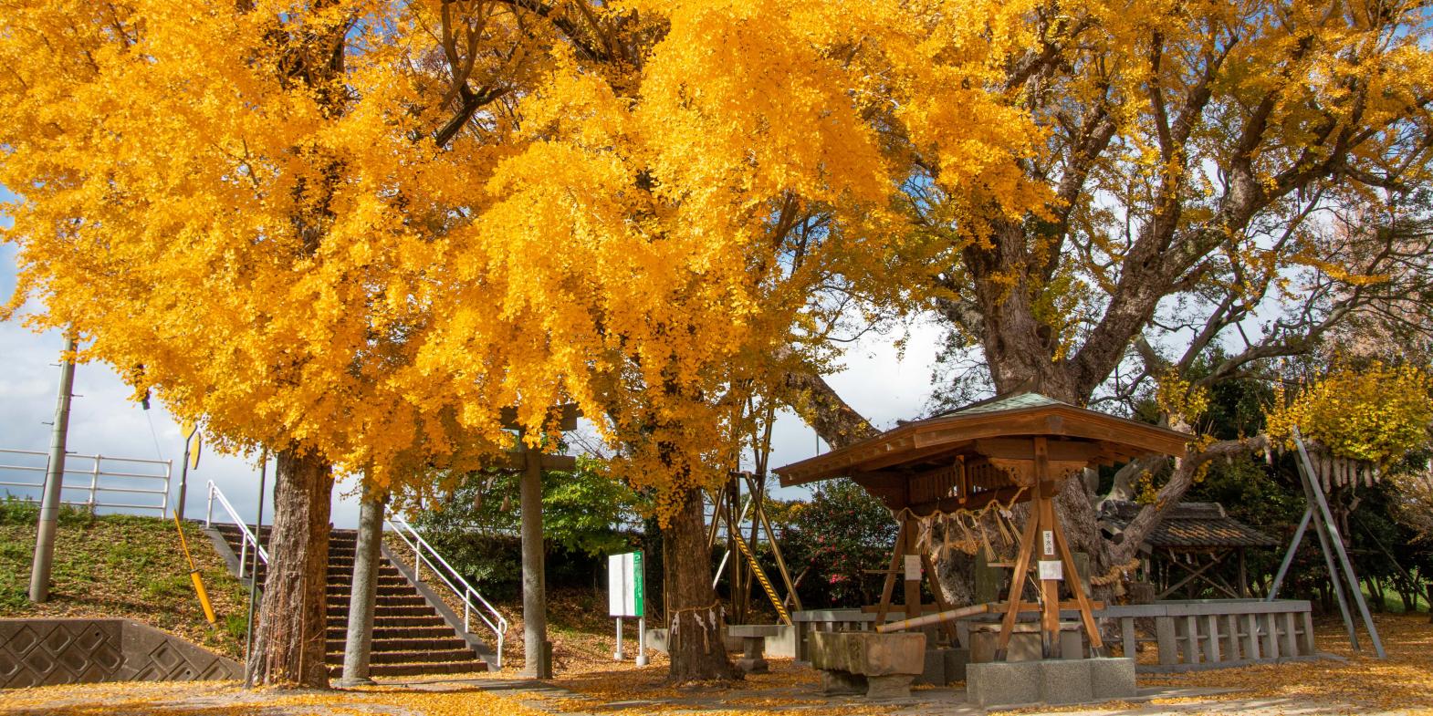 八劔（やつるぎ）神社の大イチョウ