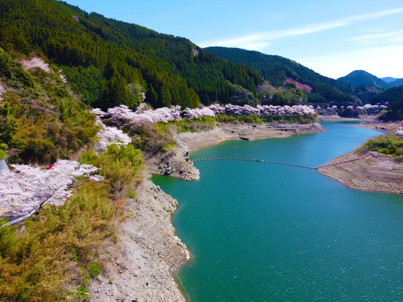 One Thousand Cherry Blossoms of Hyugami Dam (Yame City)