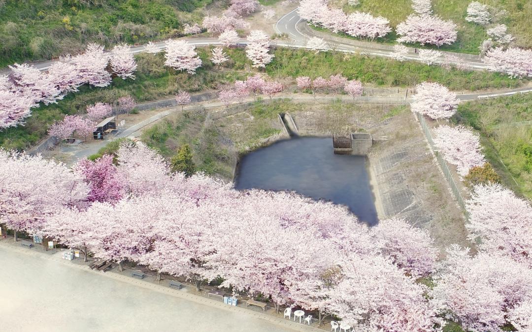 金山サクラ園（田川郡糸田町）