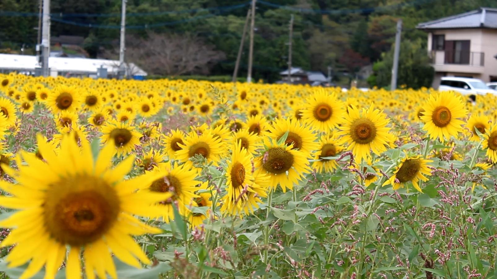 崎山ひまわり祭り（例年10月上旬）
