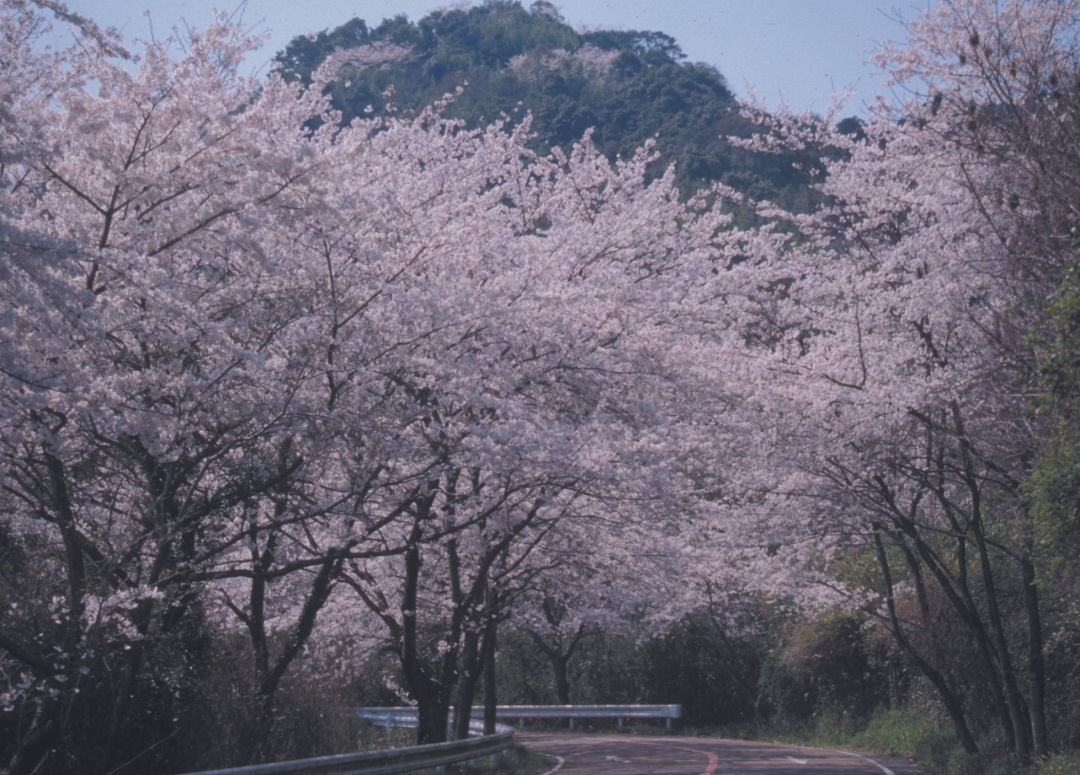 四王寺林道・岩屋城跡（太宰府市）