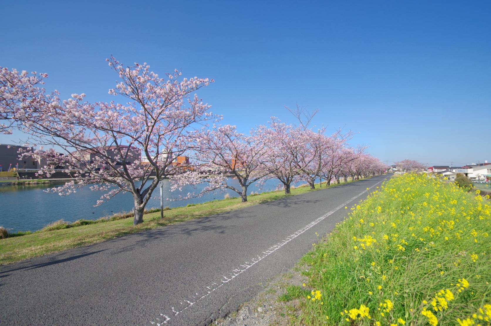 今川河畔（行桥市）