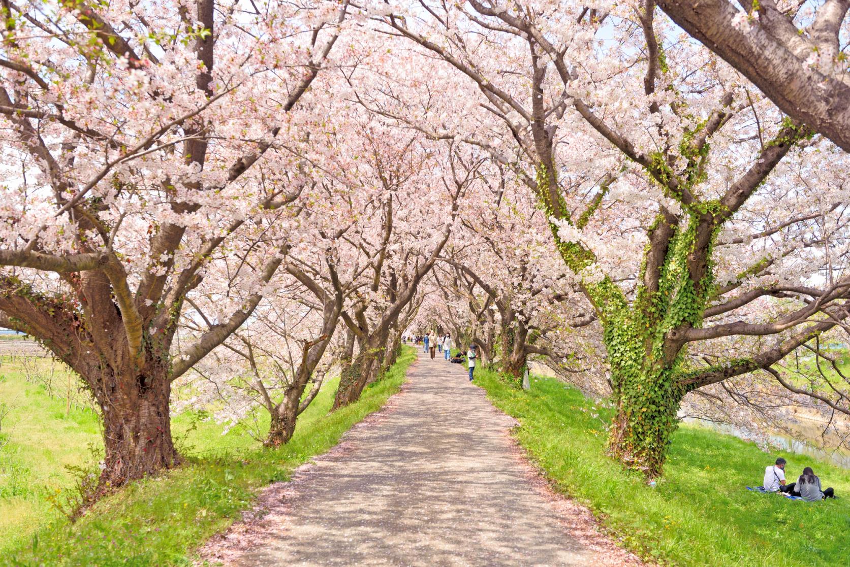 Cherry Blossoms on the Banks of the Nagare River (Ukiha City)