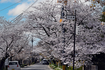 松崎桜の馬場（小郡市）