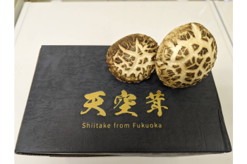天空茸