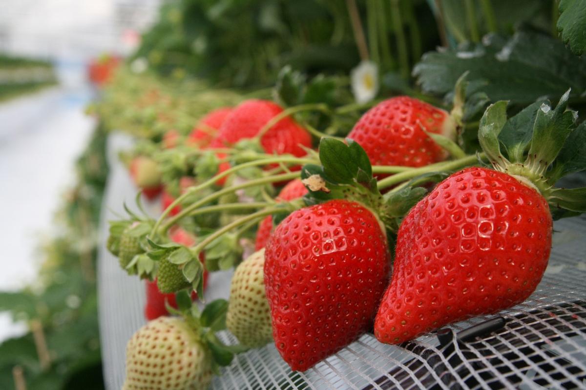 プーさんのいちご園（八女市）