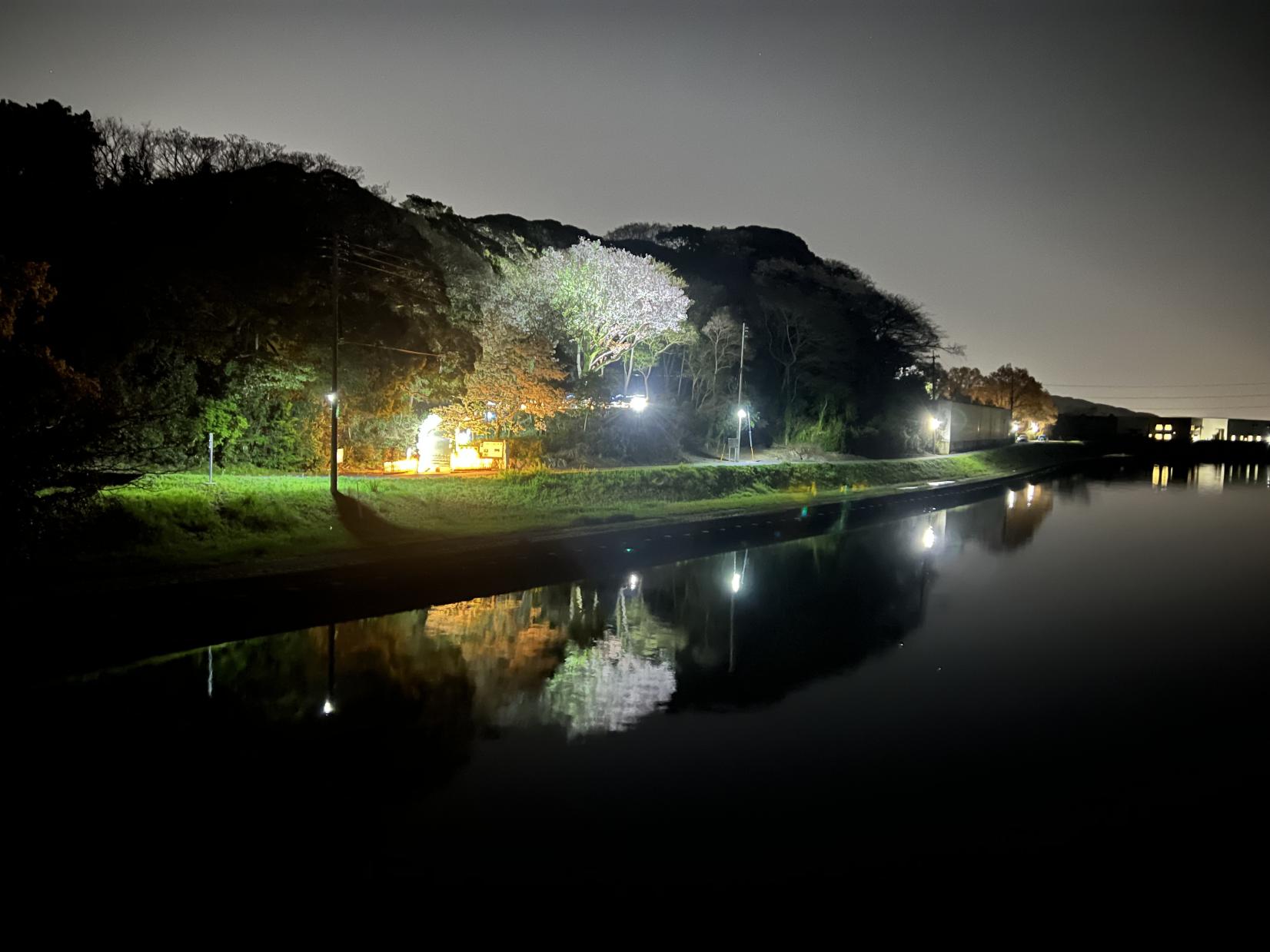 島津・丸山歴史自然公園ヤマザクラライトアップ（毎年3月下旬）