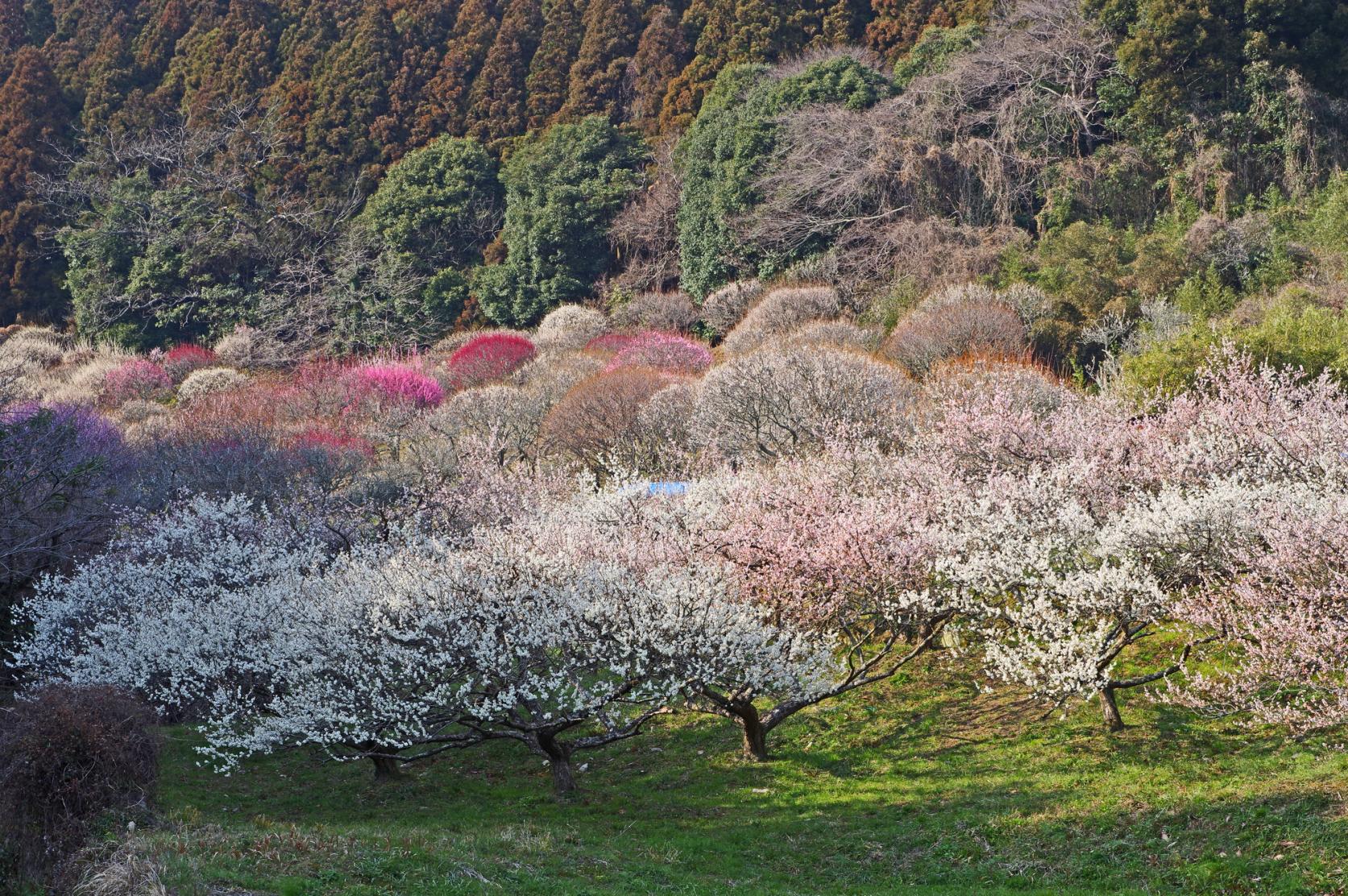 三岳（みつたけ）梅林公園（北九州市）