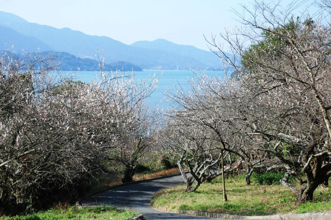 小富士梅林（糸島市）
