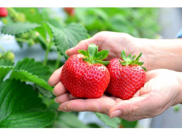 Fruitelier - Nakamura Fruit Farm (Kurume City)