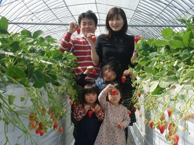 Lion Strawberry Farm (Asakura City)
