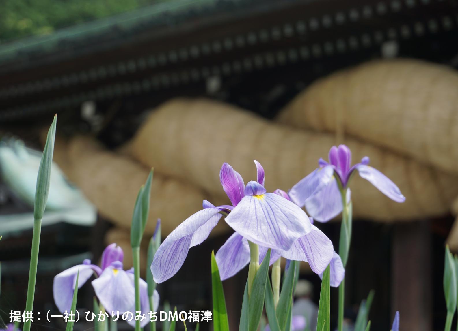 菖蒲まつり（毎年5月下旬～6月中旬）