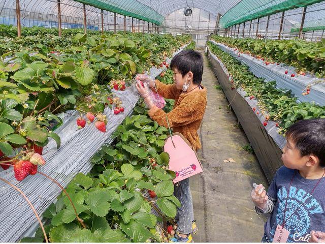 농산물 직매소 히로카와 과일 마을(히로카와마치)